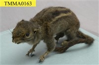 藏品(條紋松鼠)的圖片